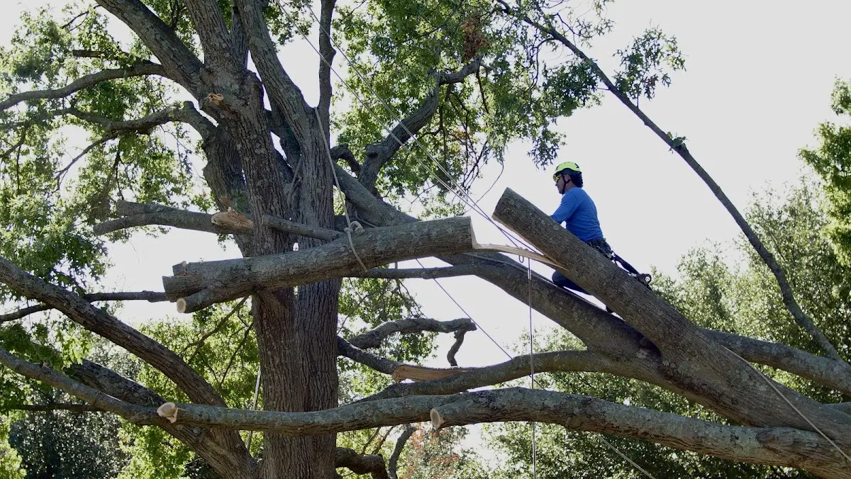 Professional Crown Thinning performed by certified arborists in Fortuna