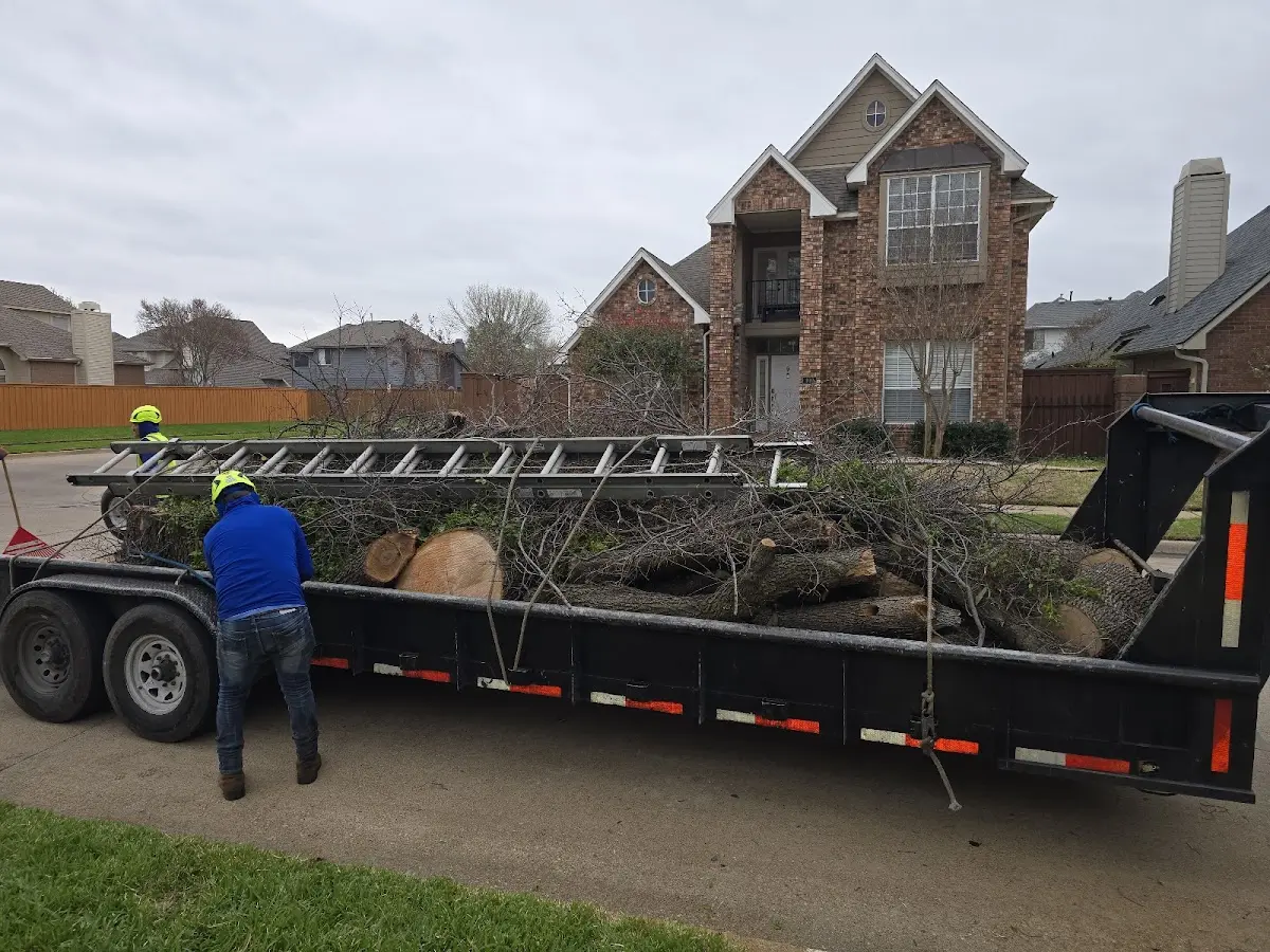 Expert Tree Fertilization with proper safety equipment in Fortuna